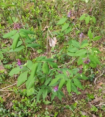 Vicia venosa baicalensis