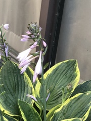 Hosta ventricosa