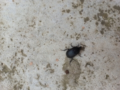 Ablattaria laevigata