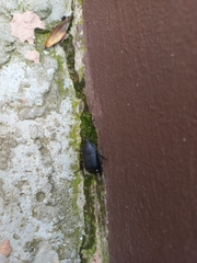 Ablattaria laevigata