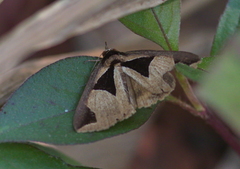 Fodina cuneigera