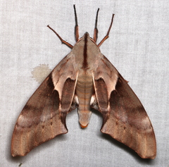 Coequosa australasiae