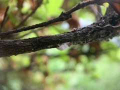 Pulvinaria ericicola