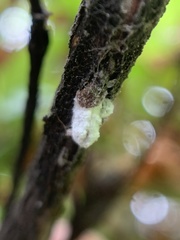 Pulvinaria ericicola