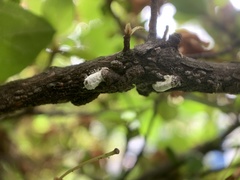 Pulvinaria ericicola