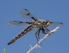 Libellula nodisticta