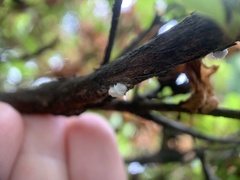 Pulvinaria ericicola