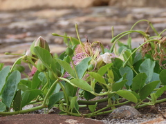 Capparis spinosa spinosa