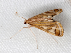 Strepsinoma foveata