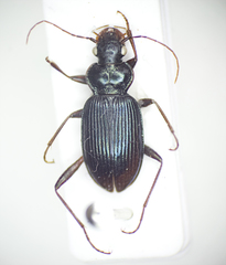 Leistus spinibarbis