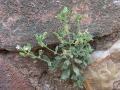 Chaenorhinum villosum granatensis