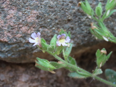 Chaenorhinum villosum granatensis