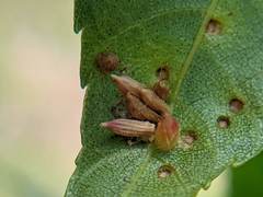 Caryomyia striolata