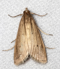 Scirpophaga nivella