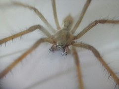 Agelenidae
