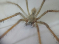 Agelenidae