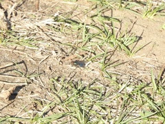 Lucilia illustris