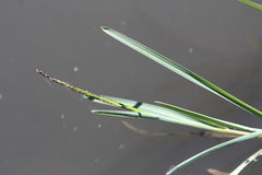 Glyceria declinata