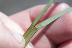 Glyceria declinata