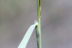 Glyceria declinata