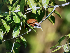 Pomatorhinus melanurus