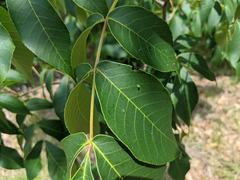 Caryomyia urnula