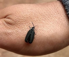Photinus sturmii