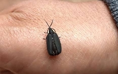 Photinus sturmii