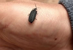 Photinus sturmii
