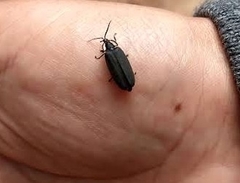 Photinus sturmii