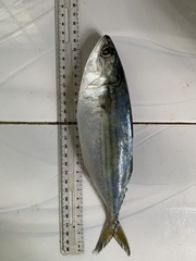 Rastrelliger brachysoma