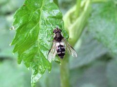 Leucozona laternaria
