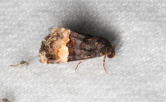 Pyripnoa pyraspis