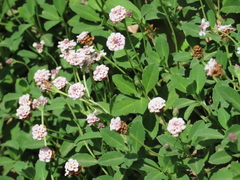 Phyla nodiflora minor