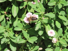 Phyla nodiflora minor