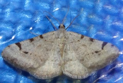 Macaria bitactata