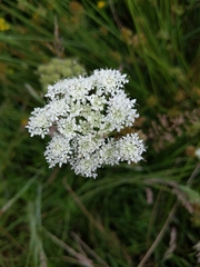 Oenanthe pimpinelloides