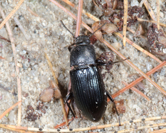 Centronopus calcaratus
