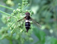 Leucozona laternaria