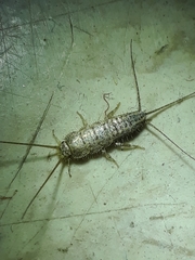 Lepismatidae