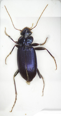 Leistus spinibarbis