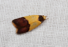 Heteroteucha dichroella