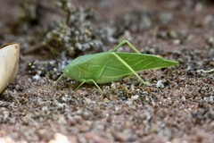 Microcentrum marginatum