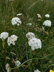 Oenanthe pimpinelloides