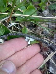 Viola macloskeyi