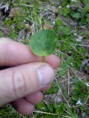 Viola macloskeyi
