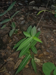 Hemidesmus indicus