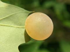 Amphibolips nubilipennis