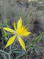 Mentzelia laevicaulis