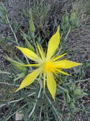 Mentzelia laevicaulis